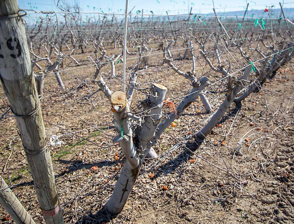 Freshly cut Braeburns await grafting to WA 38. A few days later, Cornerstone made the final cut below the crotches but retrained to the three-leader V-trellis system. (Ross Courtney/Good Fruit Grower)