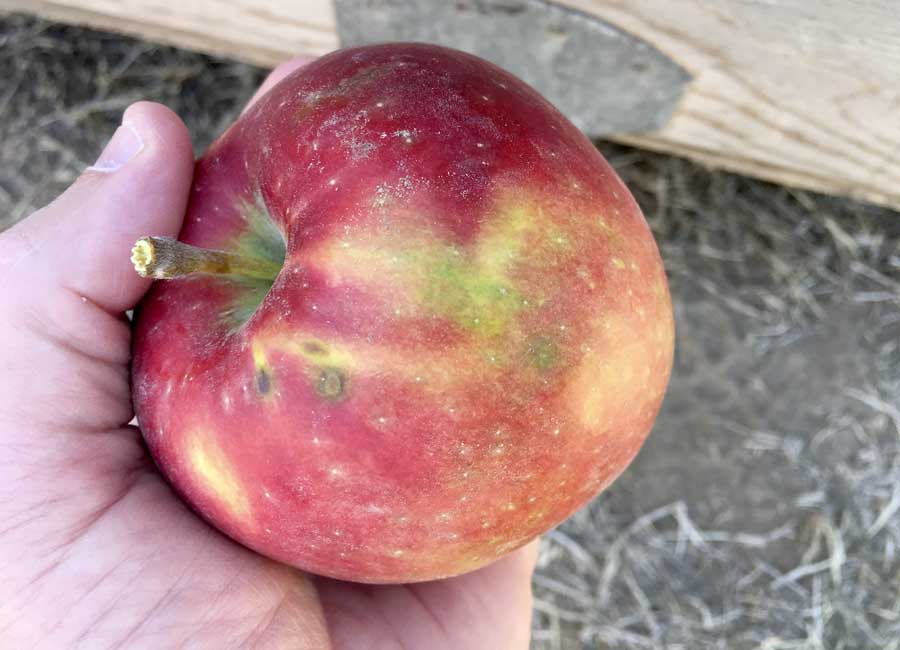 Researchers have been noticing a condition they call green spot on the 2016 crop of Cosmic Crisp apples in the Washington State University research orchards in Prosser and Wenatchee. They are not sure what causes the defect. <b>(Ross Courtney/Good Fruit Grower)</b>