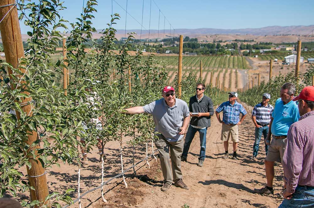 Stefano Musacchi of Washington State University discusses horticultural practices for the new WSU-bred apple variety, WA 38, to be sold under the brand name Cosmic Crisp, during a field day July 20, 2018. (Shannon Dininny/Good Fruit Grower)
