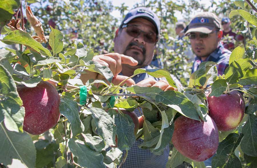 Antonio Quintana of Mt. Adams Orchards discusses the stem length of Cosmic Crisp apples with Juan Piñon of Wilson Irrigation during a field day at test blocks north of Prosser, Washington, in September. <b>(Ross Courtney/Good Fruit Grower)</b>