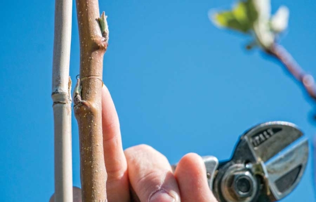 Musacchi recommends notching and girdling just as deep as the bark and phloem to reduce blind wood. He says bending tends to result in two to three more nodes of blind wood than clicking-type pruning methods. <b>(Ross Courtney/Good Fruit Grower)</b>