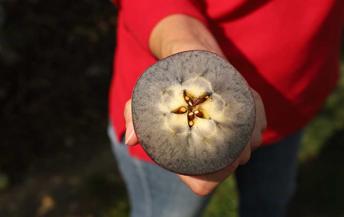 This WA 38 apple shows the perfect level of starch clearing to start harvest, according to Ines Hanrahan, executive director of the Washington Tree Fruit Research Commission. While harvest is still a month away for many growers, Hanrahan found this sunburned apple that showed a 2.0-level starch clearing on the WA 38-specific scale the commission developed. (Kate Prengaman/Good Fruit Grower)