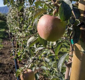 Get Ready for Cosmic Crisp Apples - #220 by JCT - General Fruit Growing -  Growing Fruit
