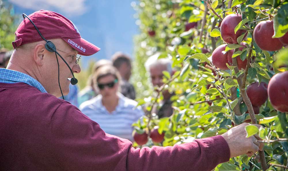 Stefano Musacchi, Washington State University horticulturist and endowed chair in tree fruit physiology and management, discusses fruit spacing of the Cosmic Crisp in September at the Sunrise research orchard near Wenatchee. <b>(Ross Courtney/Good Fruit Grower)</b>