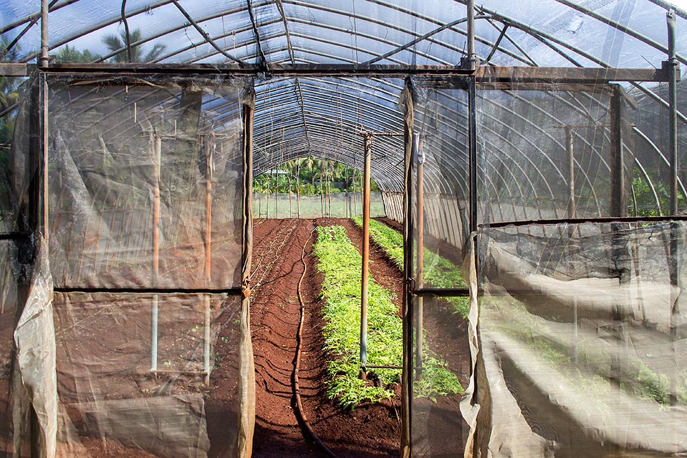 In Cuban farming, something may not look fancy but it gets the job done. Here sheets of netting frame a growing plot of of the island’s famed reddish soil.<b> (O. Casey Corr/Good Fruit Grower)</b>
