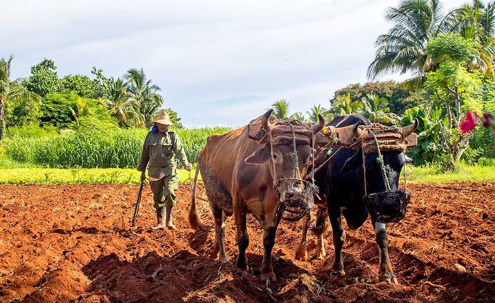 With chronic shortages of fuel and machinery, plowing of the red soil at this Havana farm cooperative is done by oxen. Cuban growers face numerous challenges in getting essential supplies. Cuba’s government is trying to increase farm productivity in the nation’s “update” of its socialist economic model. <b>(O. Casey Corr/Good Fruit Grower)</b>
