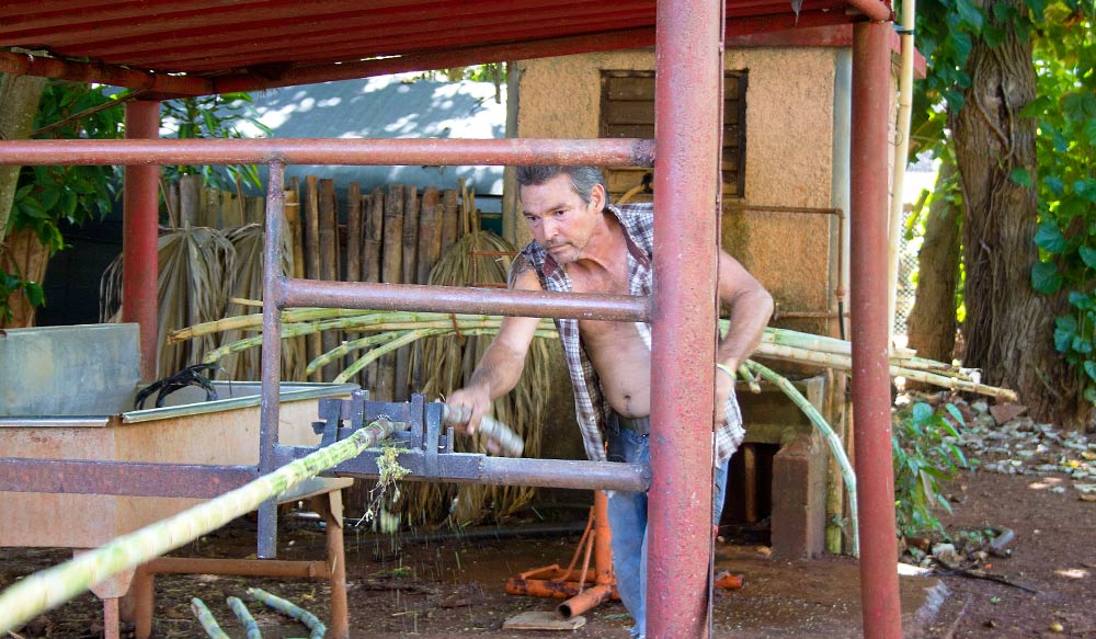 A worker at a cooperative farm near Havana yanks sugar cane through a device to strip bark.<b> (O. Casey Corr/Good Fruit Grower)</b>