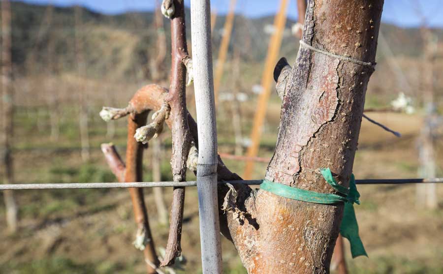 Moisture during bloom can be an issue in the Cuyama Valley, sometimes leading to fire blight problems. Workers mark trees that look to have fire blight before they are trimmed or removed from the block. <b srcset=
