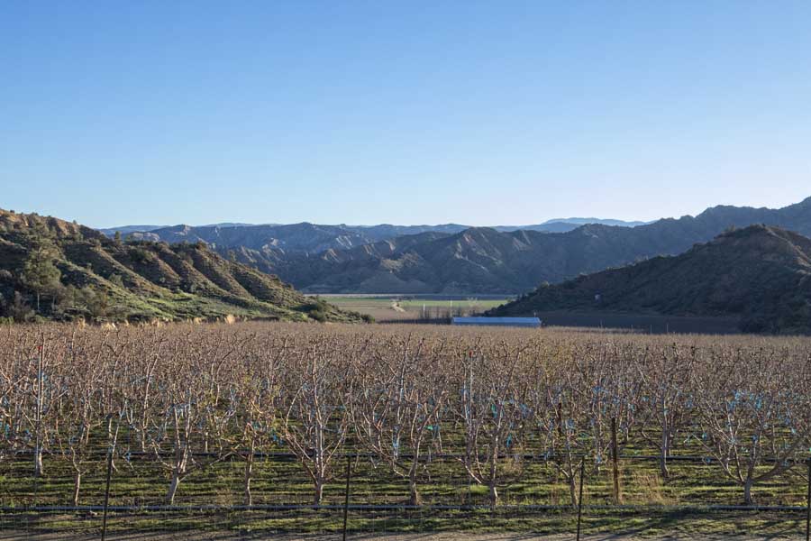 At 3,300 feet, the orchard’s high altitude has a later season than most of California and produces crops around the same time as Washington’s Yakima Valley. <b srcset=
