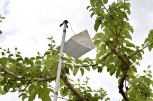 A surveillance trap hangs amid apple trees as part of a monitoring effort for new pests in British Columbia. (Courtesy Michelle Cook, Okanagan-Kootenay Sterile Insect Release Program)