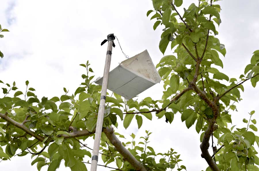 A surveillance trap hangs amid apple trees as part of a monitoring effort for new pests in British Columbia. <b>(Courtesy Michelle Cook, Okanagan-Kootenay Sterile Insect Release Program)</b>