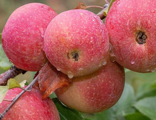 Apples made in the Midwest