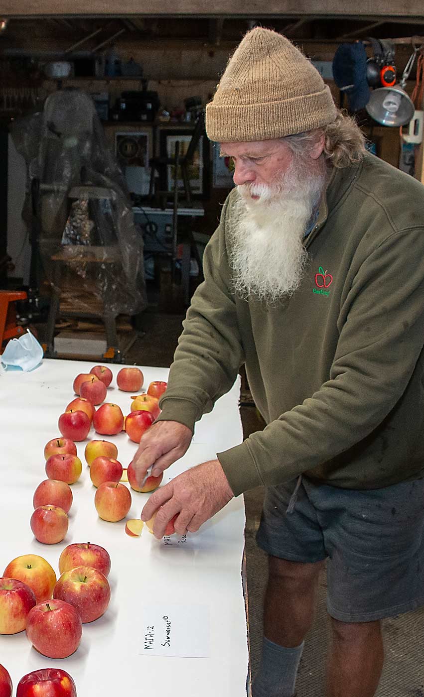 Grower and chairman of MAIA’s board of directors David Doud samples MAIA varieties at his orchard in Wabash, Indiana, in October 2020. Doud planted 320 Honeycrisp by Fuji seedlings he received from MAIA, and so far those have produced four of the group’s apple releases. (Matt Milkovich/Good Fruit Grower)