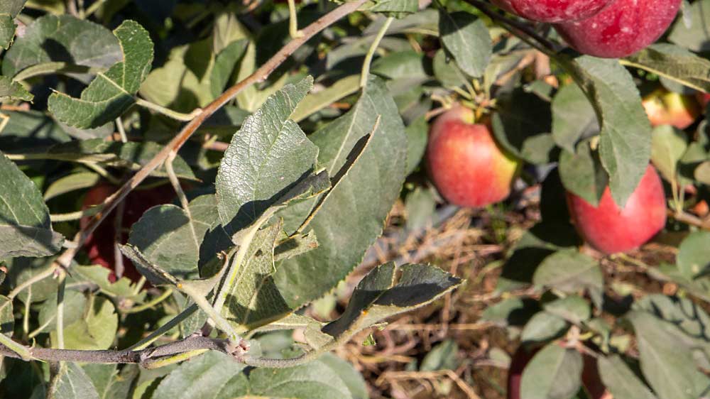 Foreground leaves shredded by the REDpulse expose the apple in the background to morning sunshine, encouraging that yellow patch to color up. (Ross Courtney/Good Fruit Grower)