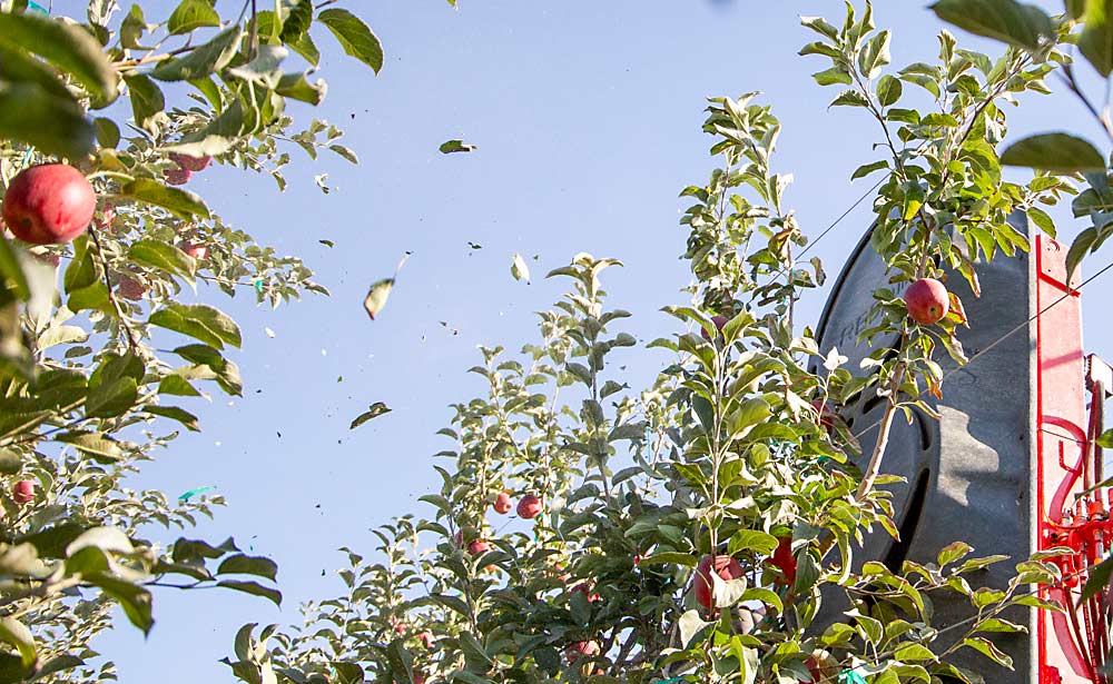 Leaves fly as a Fruit Tec REDpulse defoliates a WA 38 block at Cornerstone Ranches near Wapato, Washington, in September. (Ross Courtney/Good Fruit Grower)