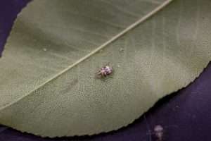 A Deraeocoris brevis nymph crawls across a leaf in August at the U.S. Department of Agriculture laboratory in Wapato, Washington. The insect’s timing and appetite for pear psylla has made it an all-star predator in pear integrated pest management. (Ross Courtney/Good Fruit Grower)