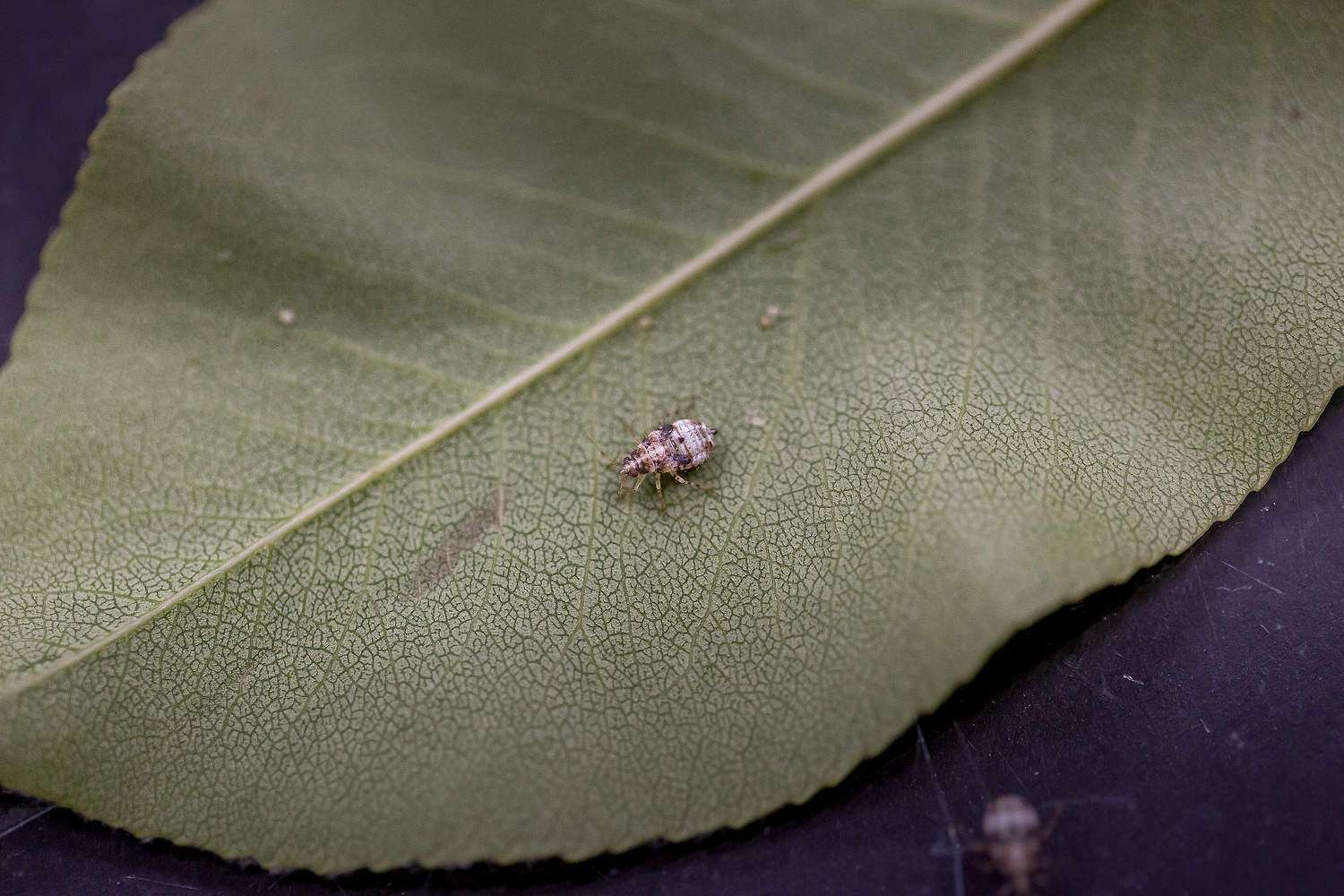 Most Valuable Predator of pear pests A Deraeocoris brevis nymph crawls across a leaf in August at the U.S. Department of Agriculture laboratory in Wapato, Washington. The insect’s timing and appetite for pear psylla has made it an all-star predator in pear integrated pest management. (Ross Courtney/Good Fruit Grower)