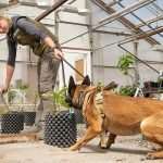 DiseaseDogs
