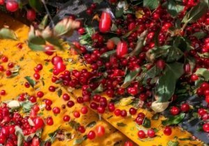 Tart cherries are harvested at Dorsing Farms of Royal City, Washington, on July 13, 2018. (Ross Courtney/Good Fruit Grower)