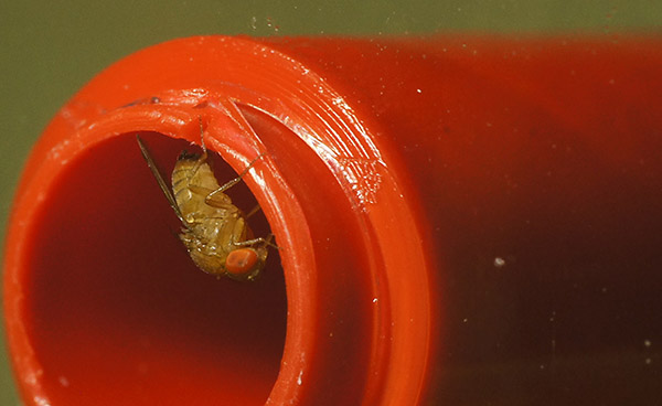 Drosophila suzukii female inside ACV trap hole.