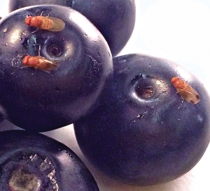 Spotted wing drosophila love blueberries, though not when they’ve been treated with butyl anthranilate. The male fly has a dark spot at the tip of its wings. <b>(Courtesy University of California, Riverside)</b>
