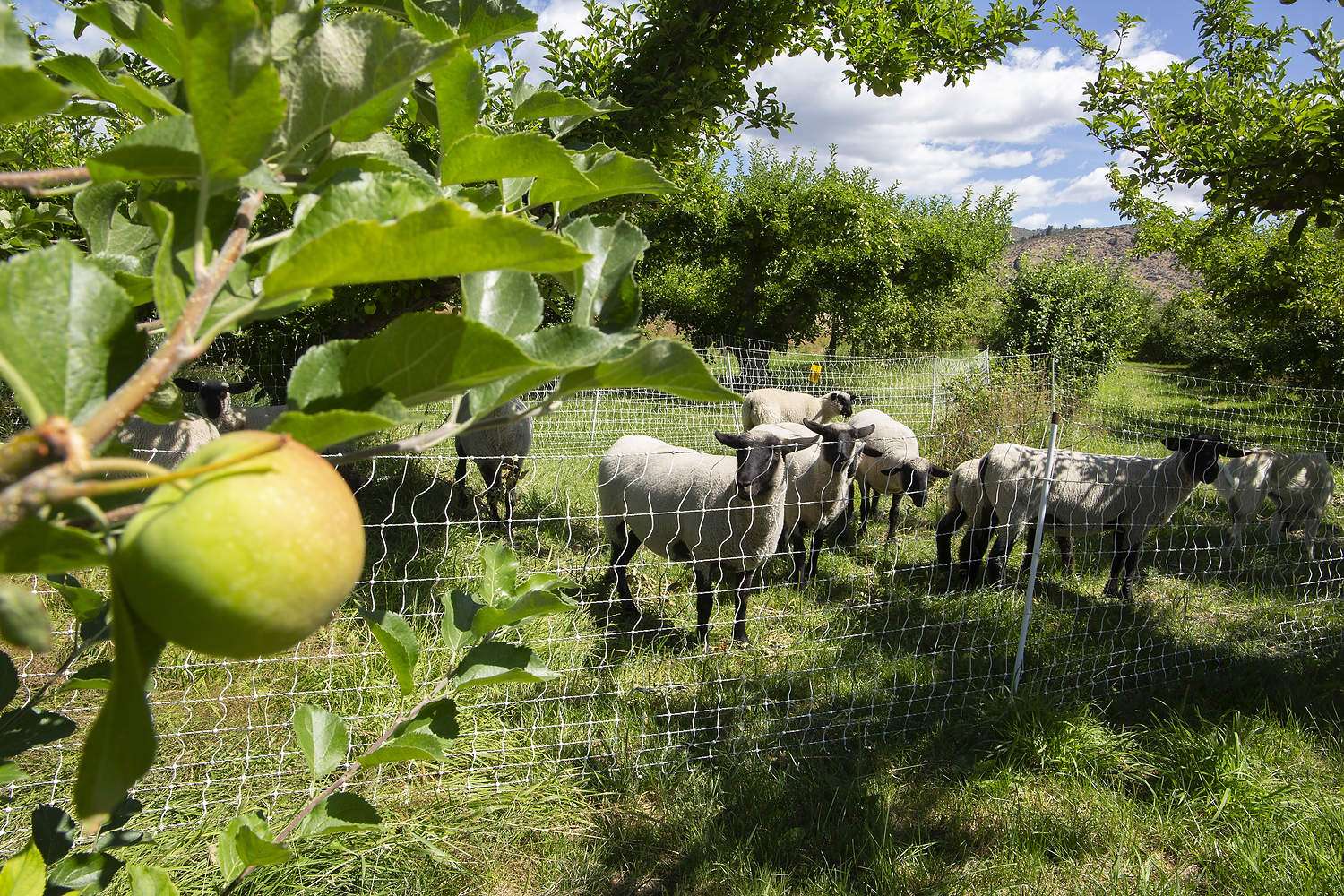 Sheep on a Washington farm
