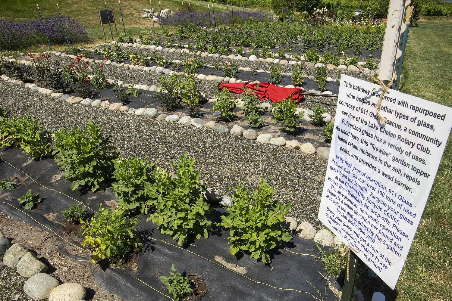 A U-cut flower garden at a winery