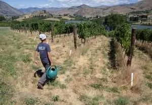 A young boy carrying a watering can in a Washington vineyard
