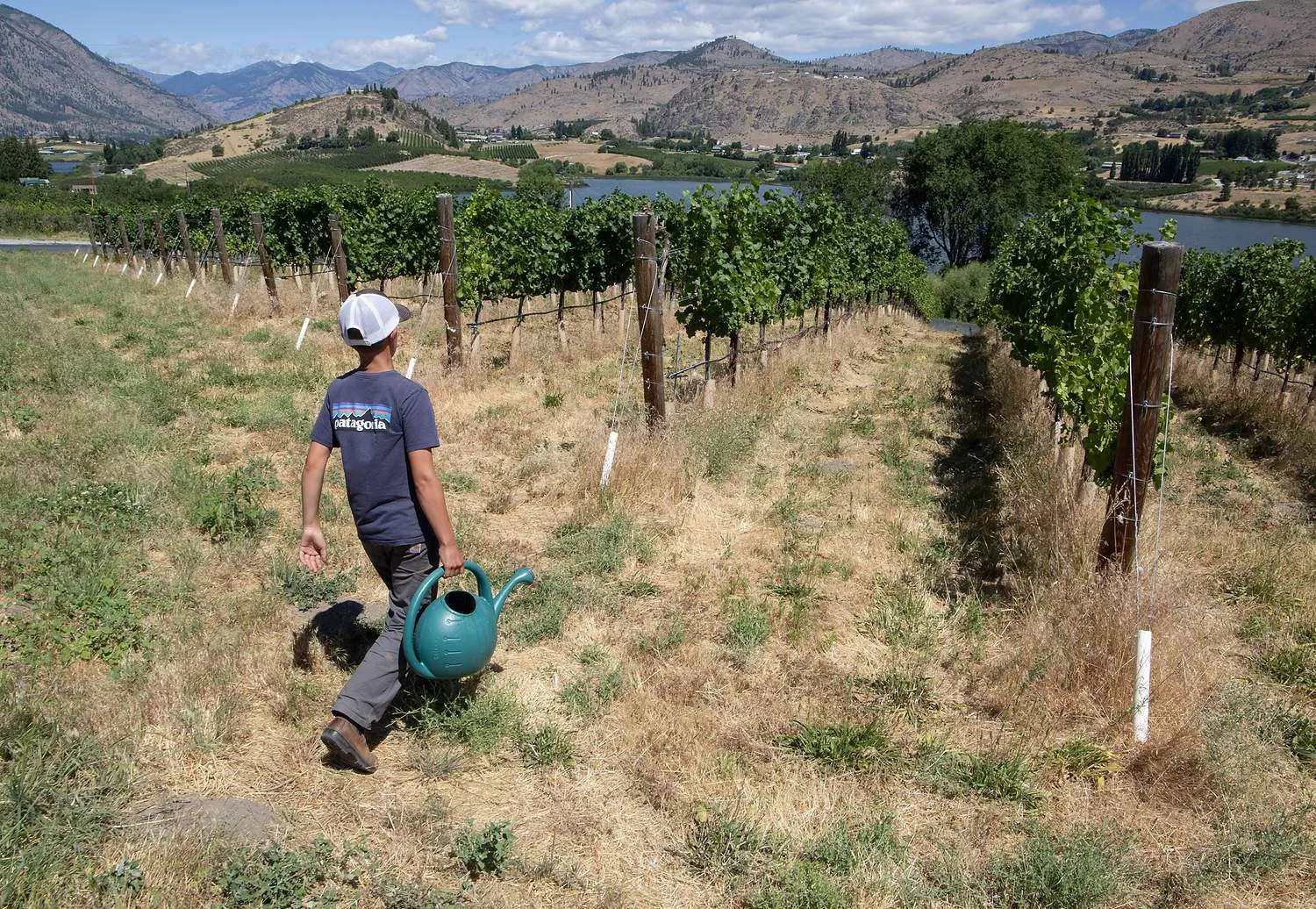 A young boy carrying a watering can in a Washington vineyard