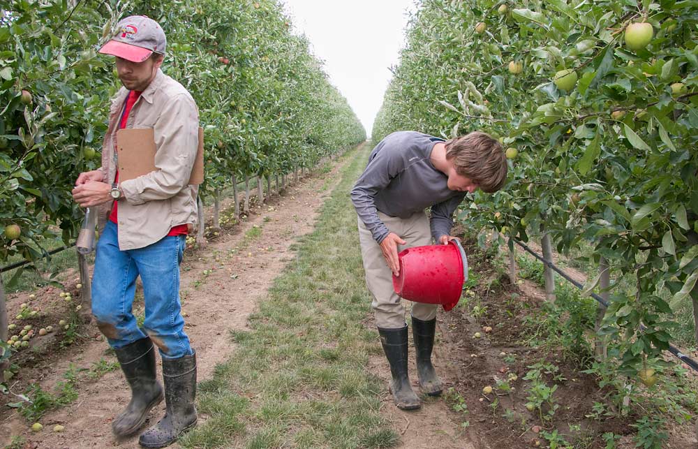Robert Orpet, left, places new earwig traps throughout a Gala trial block while Sam Martin sprinkles new earwigs with a red bucket. <b>(Ross Courtney/Good Fruit Grower)</b>