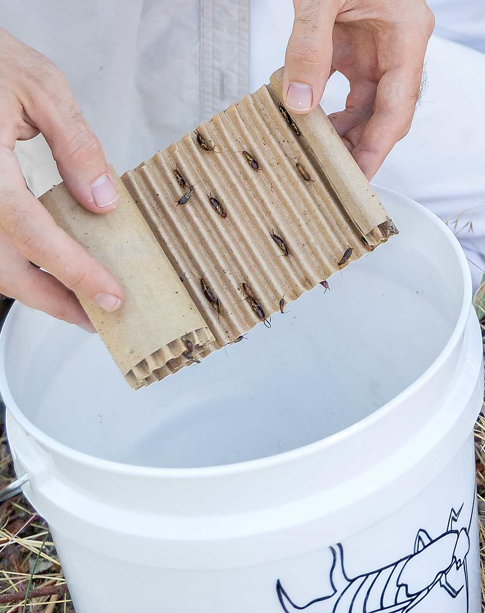 Robert Orpet, a Washington State University entomologist, collects earwigs from a cardboard trap so he can transport them to orchard blocks where they can provide a beneficial boost to integrated pest management programs at the U.S. Department of Agriculture’s research farm in Moxee, Washington, on July 18. (Kate Prengaman/Good Fruit Grower)