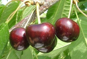 Ebony Pearl cherry (Courtesy Lynn Long, Oregon State University)