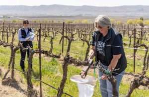 Australian EcoVineyards consultant Mary Retallack demonstrates her insect sampling technique, which uses a butterfly net attached to a funnel that leads to a sample jar, at Hedges Family Estate during a tour of vineyards on Red Mountain, Washington, in April. (Kate Prengaman/Good Fruit Grower)