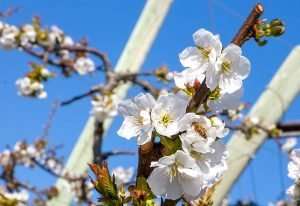 Tieton cherries blooming on April 4 in an orchard near Plymouth, Washington. (Ross Courtney/Good Fruit Grower)