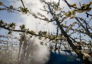 A pollen suspension deluges Tieton cherry blooms in early April at a Washington Fruit Growers orchard near Plymouth, Washington. Once the stuff of research ambitions, electrostatic pollen application has become a mainstay for growers who want to give their bees a boost. (Ross Courtney/Good Fruit Grower)