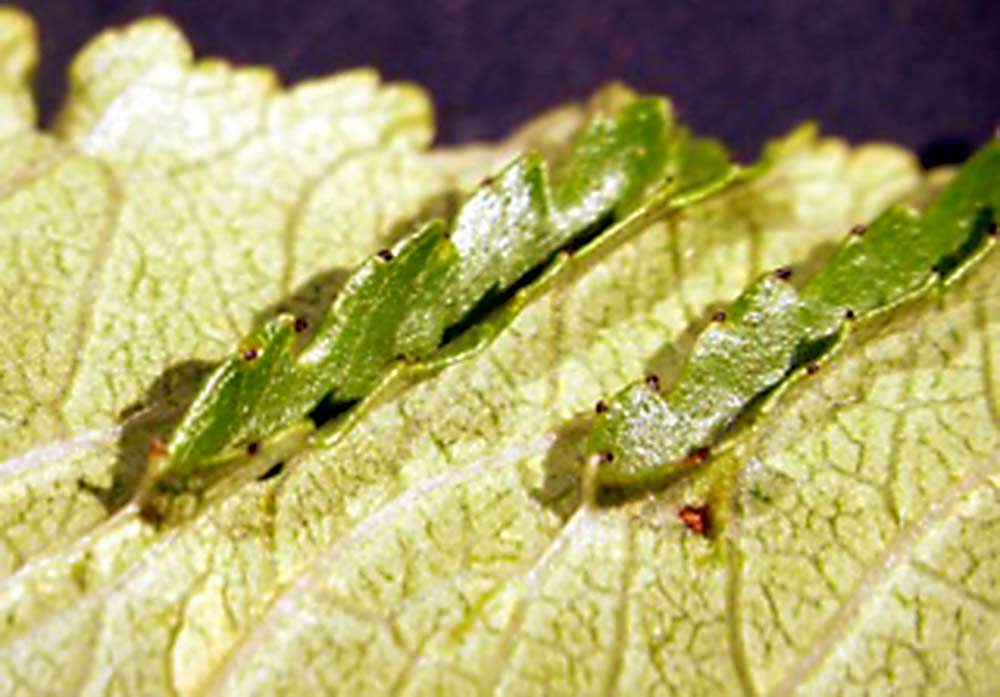 A number of viruses, including some more troubling ones such as cherry leafroll virus, can show symptoms of enations, where an epidermal outgrowth looks like the top of the leaf pops out through the back or underside of a leaf. <b>(Courtesy of Jay W. Pscheidt, OSU)</b>