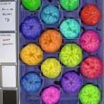 ‘Granny’ helps guide apple storage decisions Iodine-dipped Envy apples, as analyzed by a new USDA software program