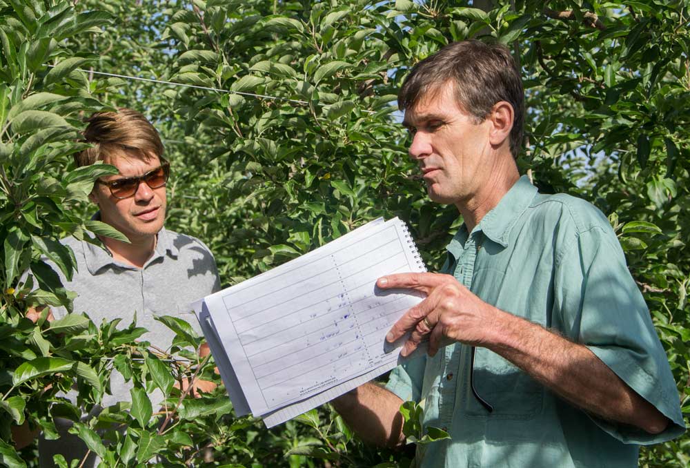 Grower Andrew Sundquist, left, and Ken Breen, scientist for Plant and Food Research New Zealand, discuss the data from a research trial into the effectiveness of artificial spur extinction in a Jazz apple block near Selah, Washington, in June. <b>(Shannon Dininny/Good Fruit Grower)</b>