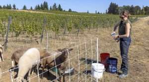 Shahnnen Elizabeth-Head feeds her sheep a few treats, but they mostly forage on cover crops and unwanted shoots and suckers in the vineyard, providing key canopy management at the certified regenerative vineyard in White Salmon, Washington. (Kate Prengaman/Good Fruit Grower)