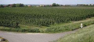 Germany’s Altes Land fruit growing region has thousands of acres of modern, high-density orchards at an elevation of just three feet. (Photos courtesy David Granatstein and Harold Ostenson)