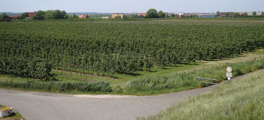 Germany’s Altes Land fruit growing region has thousands of acres of modern, high-density orchards at an elevation of just three feet. <b>(Photos courtesy David Granatstein and Harold Ostenson)</b>