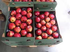 Most Polish apple packing facilities are equipped with dynamic controlled atmosphere storage, which allows long-term storage of fruit without treatment with chemicals such as DPA (diphenylamine) or 1-MCP (1-methylcyclopropene) to preserve fruit quality. These 2014-crop Jonagold apples were being packed in early June this year. <b>(Photos courtesy David Granatstein and Harold Ostenson)</b>