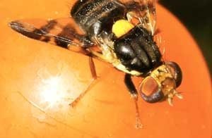 European Cherry Fruit Fly, Rhagoletis cerasi. (Courtesy Steve Paiero, University of Guelph)