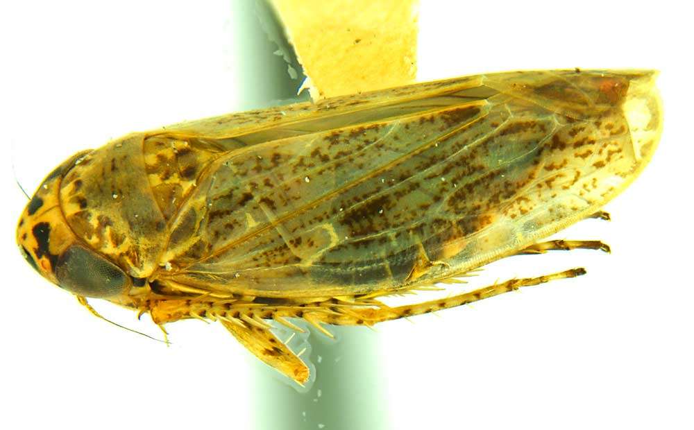Different leafhoppers, different concerns Evariegatus2-1