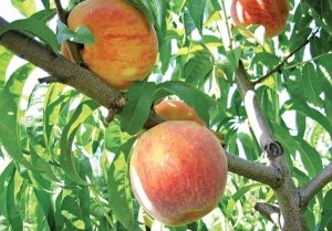 The large, flavorful, and productive PF 19-007 is finding a niche. (Courtesy Bill Shane)
