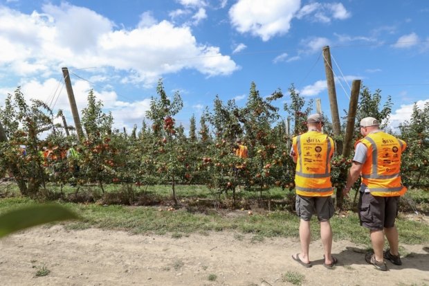 IFTA Study Tour attendees look at how this V-trellis system was built for this young Honeycrisp block near Timaru, New Zealand. (TJ Mullinax/Good Fruit Grower)