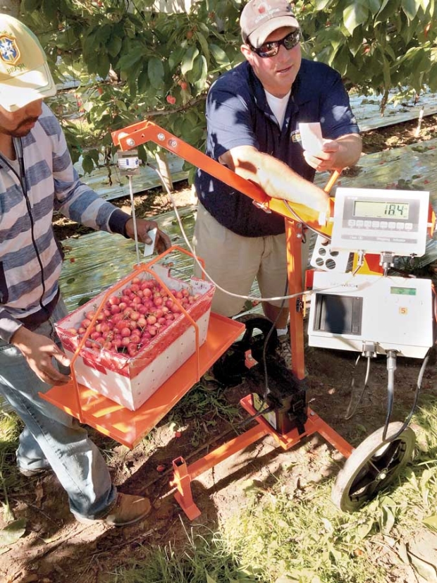 Pickers at an Allan Brothers orchard in the Yakima Valley place their buckets of cherries on the scale so they can be paid for the weight of the fruit. Pickers wear RFID tags that are scanned so they are credited for the cherries they pick. Picking buckets typically have a capacity of 20 pounds but this one registers 18.4 pounds on the scale.  <b>(Courtesy Matt Whiting, WSU)</b>