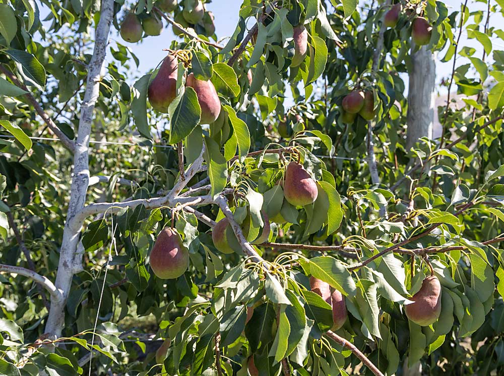 HW 624, the pear marketed as Happi Pear, shown in this fourth-leaf planting, is a tip-bearing variety. Part of the “playbook” Stemilt Growers and its partner growers are developing includes learning the best pruning practices to grow it in high density plantings, said Rob Blakey, Stemilt’s director of research and development. (Kate Prengaman/Good Fruit Grower)