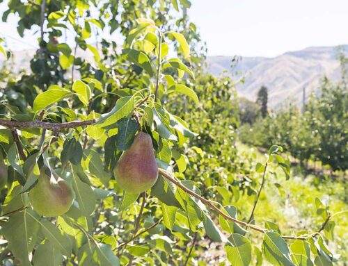 Good Point: New leadership at the helm for Northwest pear industry