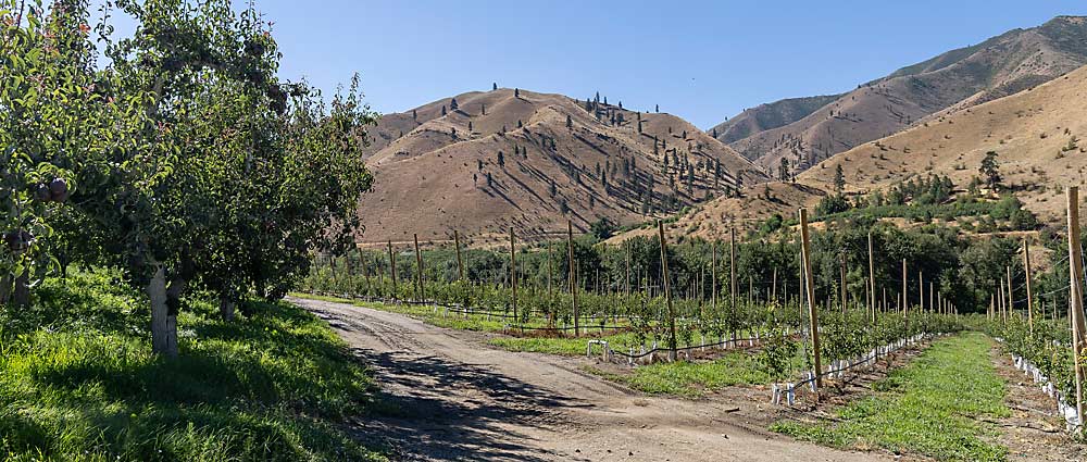 Older pear orchards are inefficient to prune, spray and harvest, but growers need an economic incentive to replant. Taylor and Blakey believe new varieties that can demand higher prices in the marketplace will spur much-needed orchard renewal. (Kate Prengaman/Good Fruit Grower)